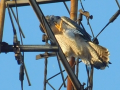 Falco peregrinus