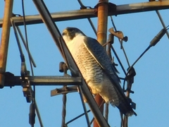 Falco peregrinus