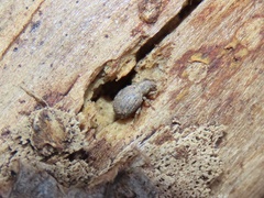 Myosides seriehispidus