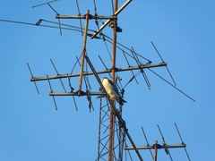 Falco peregrinus