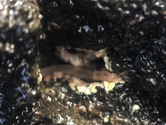 Tubulanus