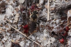 Andrena bradleyi