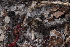 Andrena bradleyi
