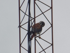 Falco sparverius