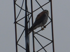 Falco sparverius