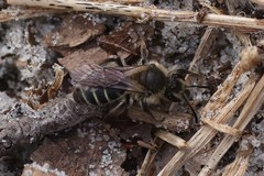 Andrena bradleyi
