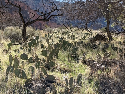 Image of Opuntia woodsii by no rights reserved
