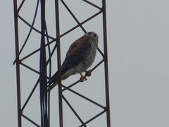 Falco sparverius