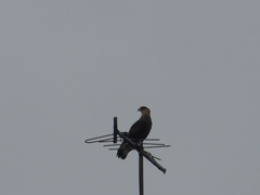 Caracara plancus