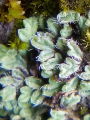 Riccia ciliata