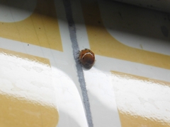Harmonia axyridis