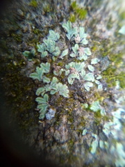 Riccia ciliata
