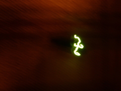 Pyrophorus noctilucus