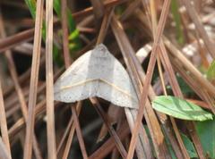 Argyrostrotis flavistriaria