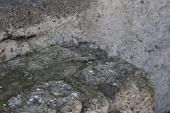 Podarcis siculus