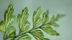 Asplenium praemorsum
