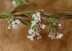 Leucopogon glacialis