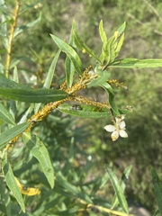 Gomphocarpus fruticosus