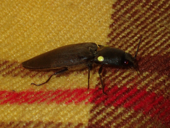 Pyrophorus noctilucus