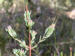 Darwinia biflora