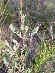 Darwinia biflora