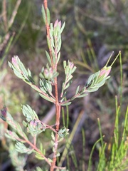 Darwinia biflora