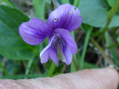 Viola adunca adunca