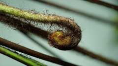 Asplenium praemorsum