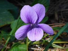 Viola adunca adunca
