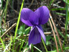 Viola adunca adunca