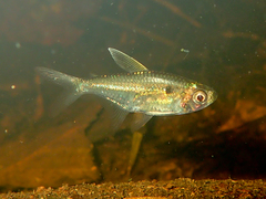 Characidae