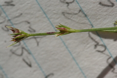 Scleria verticillata