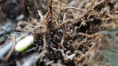 Asplenium praemorsum