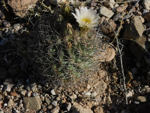 Warnock's Fishhook Cactus
