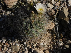 Echinomastus warnockii