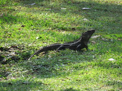 Ctenosaura acanthura