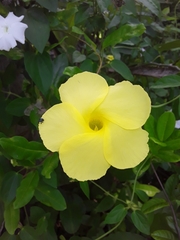 Pentalinon luteum