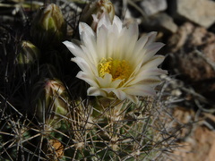 Echinomastus warnockii