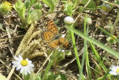 Phyciodes graphica
