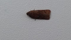 Acleris notana