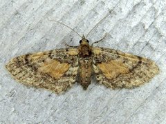 Eupithecia palpata