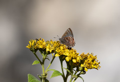 Callophrys guatemalena