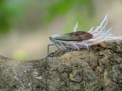 Pterodictya reticularis
