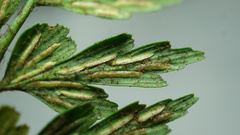 Asplenium praemorsum