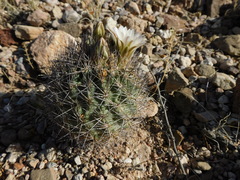 Echinomastus warnockii