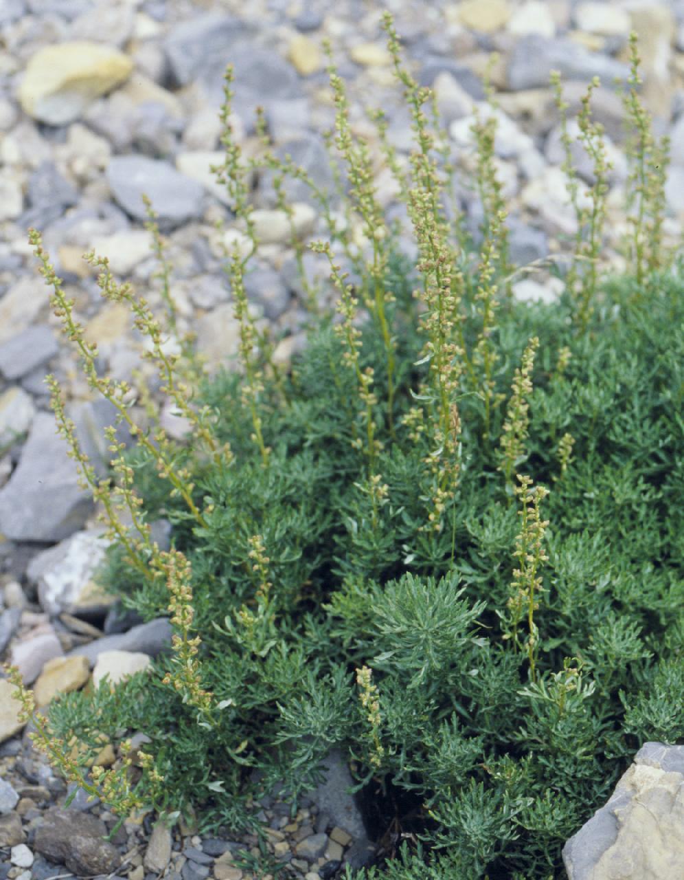 Artemisia michauxiana