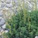 Artemisia michauxiana - Photo (c) Matt Lavin, algunos derechos reservados (CC BY-SA)