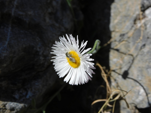 Plains fleabane
