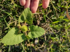Xanthium cavanillesii