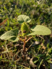 Xanthium cavanillesii